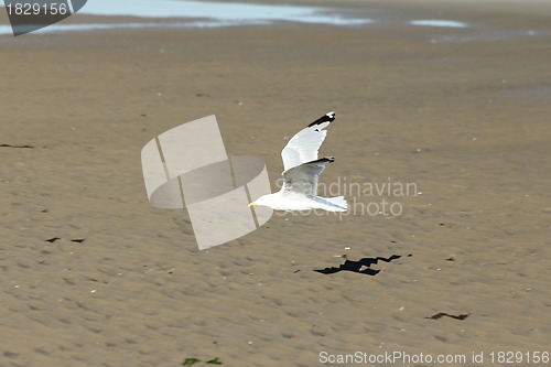 Image of beach gull