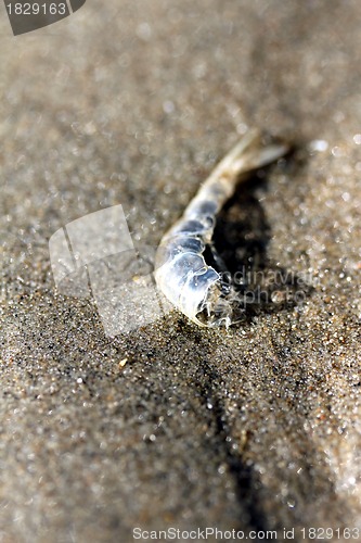 Image of shrimp skin at the beach