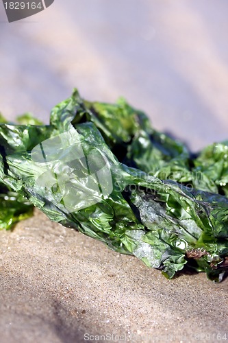 Image of green alga