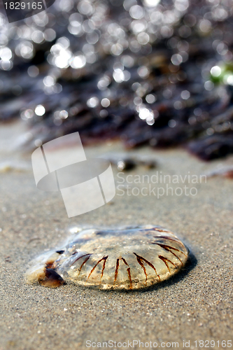 Image of jellyfish at the beach