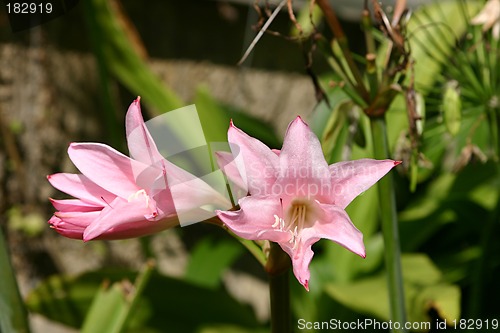 Image of hemerocallis