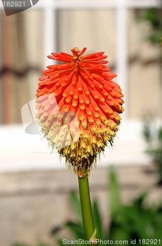 Image of kniphofia