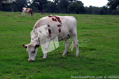 Image of the cow