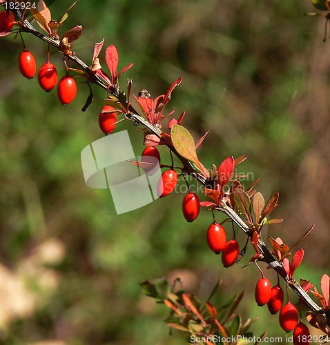 Image of Bayberry In Autumn