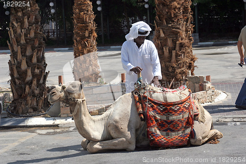 Image of Unidentified Bedouin man wait tourist near his dromedary in Jericho, Israel