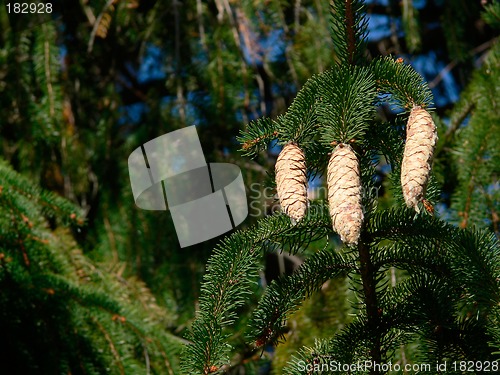 Image of Pine Cones And Pitch