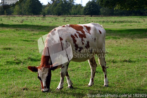 Image of the cow