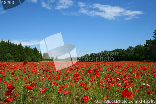 Image of Filed of poppies