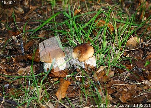 Image of white mushrooms