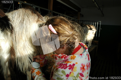 Image of Getting goatmilk for breakfast