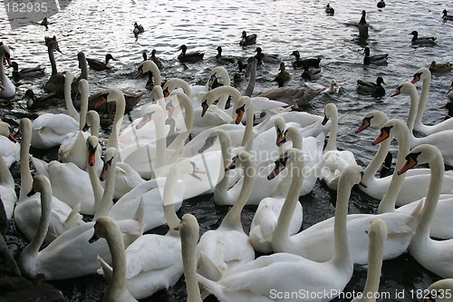 Image of feeding of swans