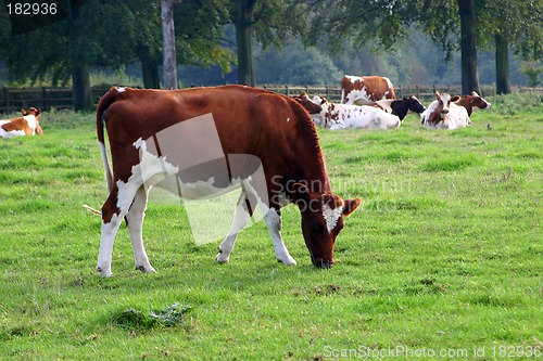 Image of the cow