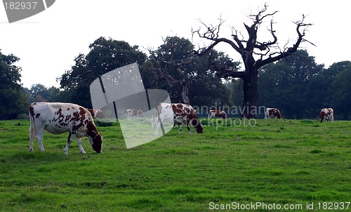 Image of grazed herd of cows