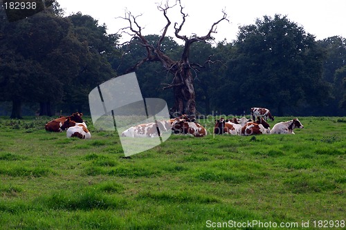 Image of having a rest herd of cows