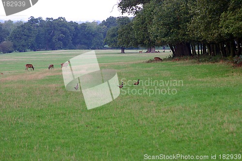 Image of landscape with pheasants and deers