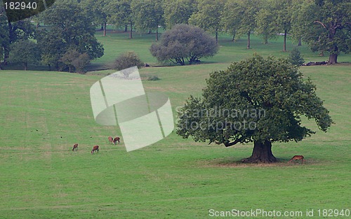 Image of Oak