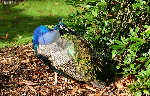 Image of the peacock