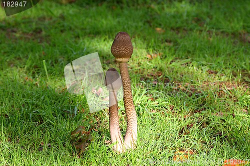 Image of couple