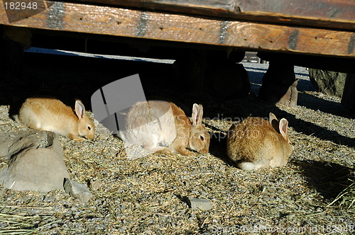 Image of Three rabbits on a row