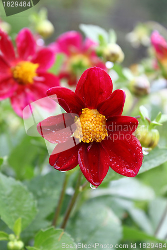 Image of Beautiful flower with water drops