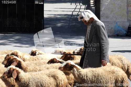 Image of The shepherd leads a flock of sheep grazing just as in biblical times in Bethlehem, Israel