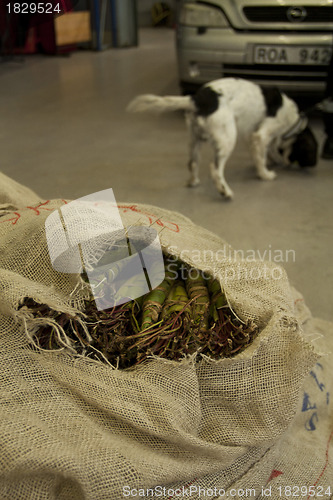 Image of Khat