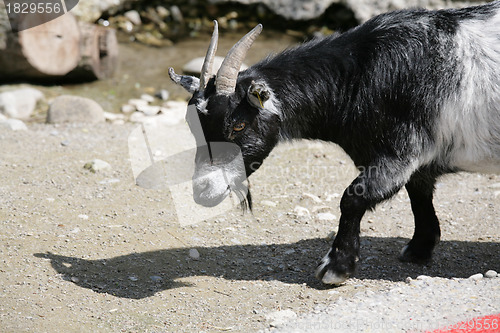 Image of Goat close to the river