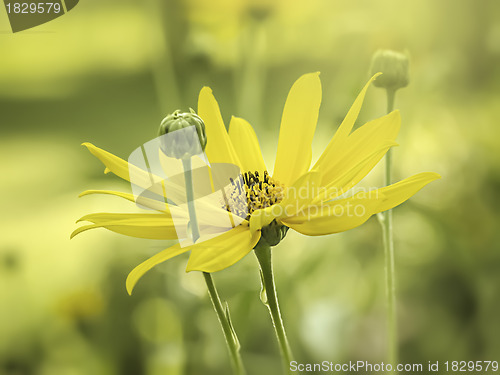 Image of yellow flower mood