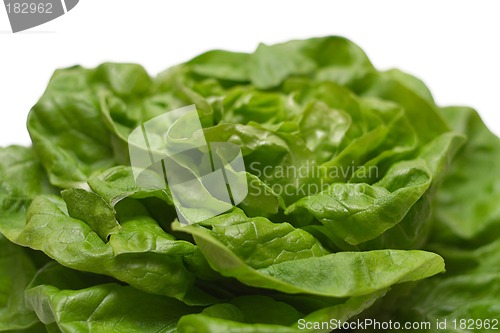 Image of Lettuce (Close View)