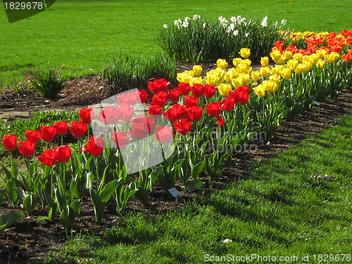 Image of Springtime Flowers