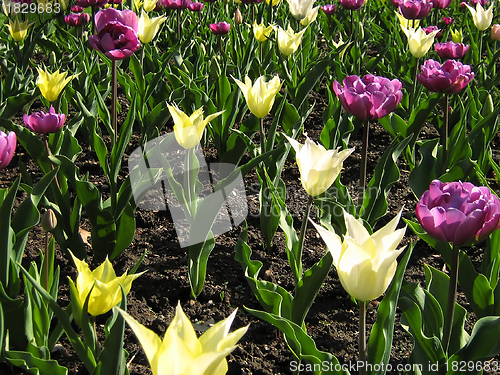 Image of Purple And White Tulips