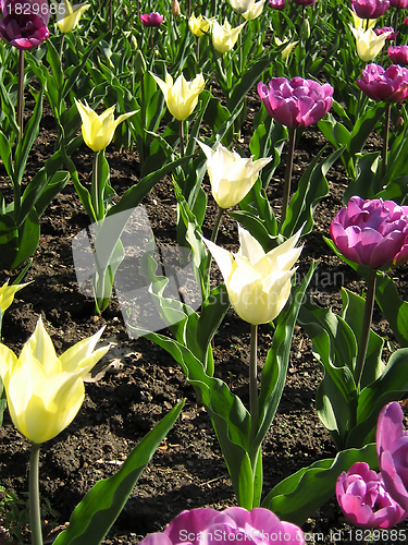 Image of Purple And White Tulips