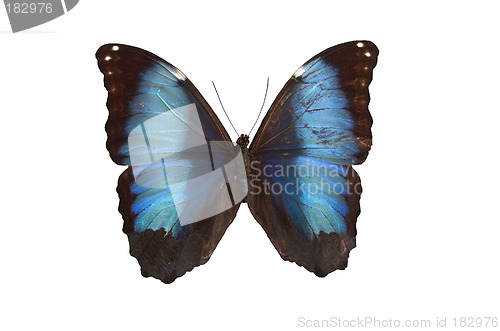 Image of The Blue Butterfly