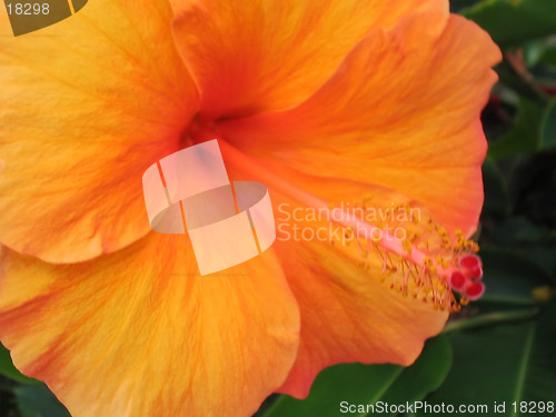 Image of Orange Hibiscus