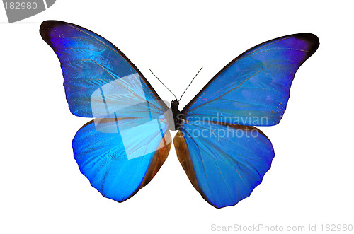 Image of The Blue Butterfly