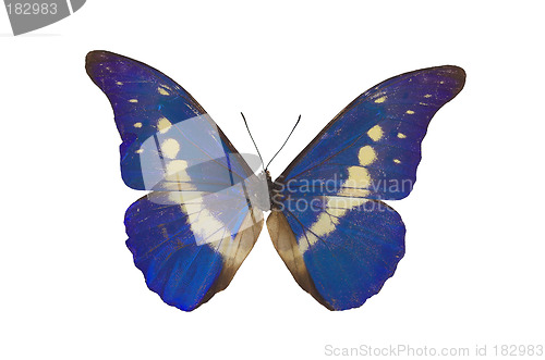 Image of The Blue Butterfly