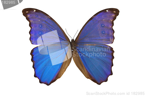 Image of The Blue Butterfly