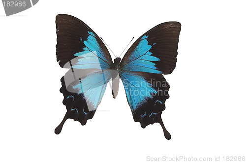 Image of The Blue Butterfly