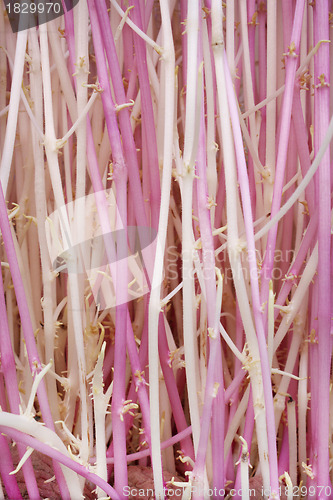 Image of Shoots grown in the dark. Background