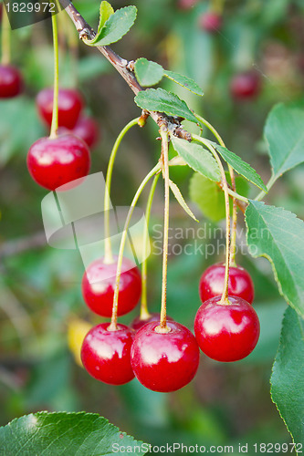 Image of Red cherries on a branch