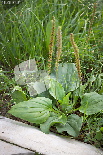 Image of Plantain near stone curb