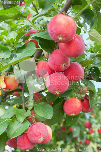 Image of Red apples on a branch