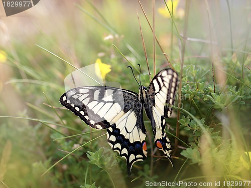 Image of swallowtail butterfly