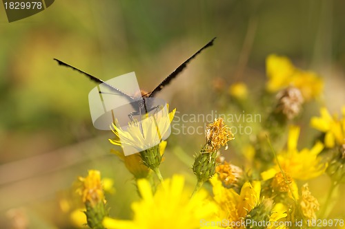 Image of European peacock butterfly