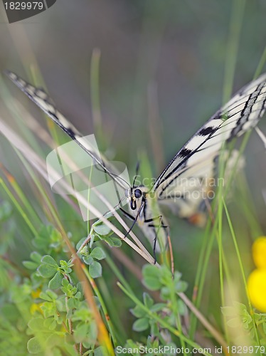 Image of swallowtail butterfly