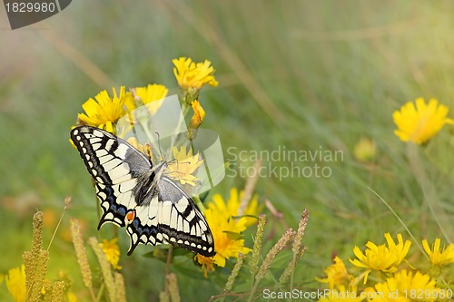 Image of swallowtail butterfly