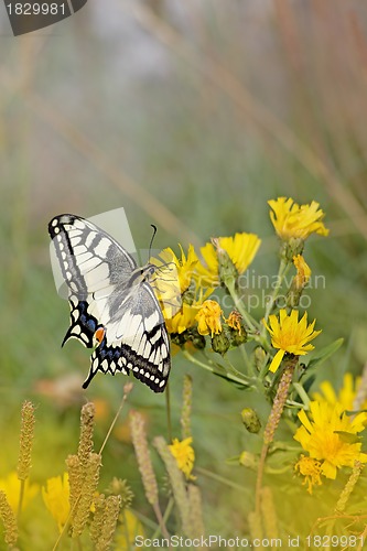 Image of swallowtail butterfly