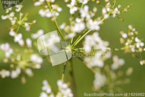 Image of Cow parsley