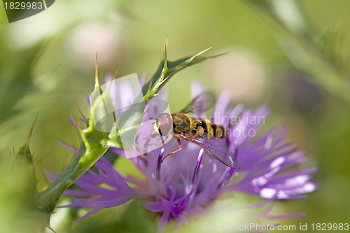 Image of Hoverfly on knapweed