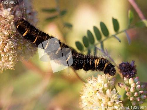 Image of Fox Moth larvae